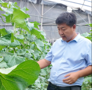 <b>强农前锋丨张国伟：热土情深</b>